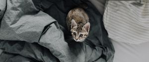 Preview wallpaper kitten, bed, cat, look