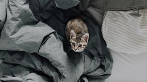 Preview wallpaper kitten, bed, cat, look