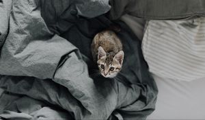 Preview wallpaper kitten, bed, cat, look