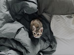 Preview wallpaper kitten, bed, cat, look