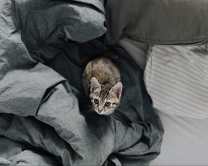 Preview wallpaper kitten, bed, cat, look