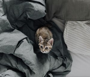 Preview wallpaper kitten, bed, cat, look