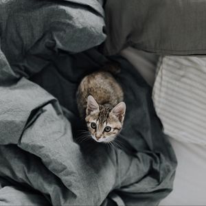 Preview wallpaper kitten, bed, cat, look