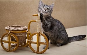 Preview wallpaper kitten, bicycle, toy, shopping, curiosity