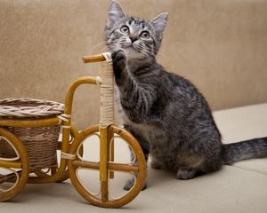 Preview wallpaper kitten, bicycle, toy, shopping, curiosity