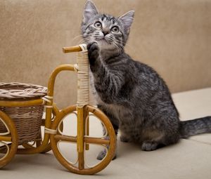 Preview wallpaper kitten, bicycle, toy, shopping, curiosity