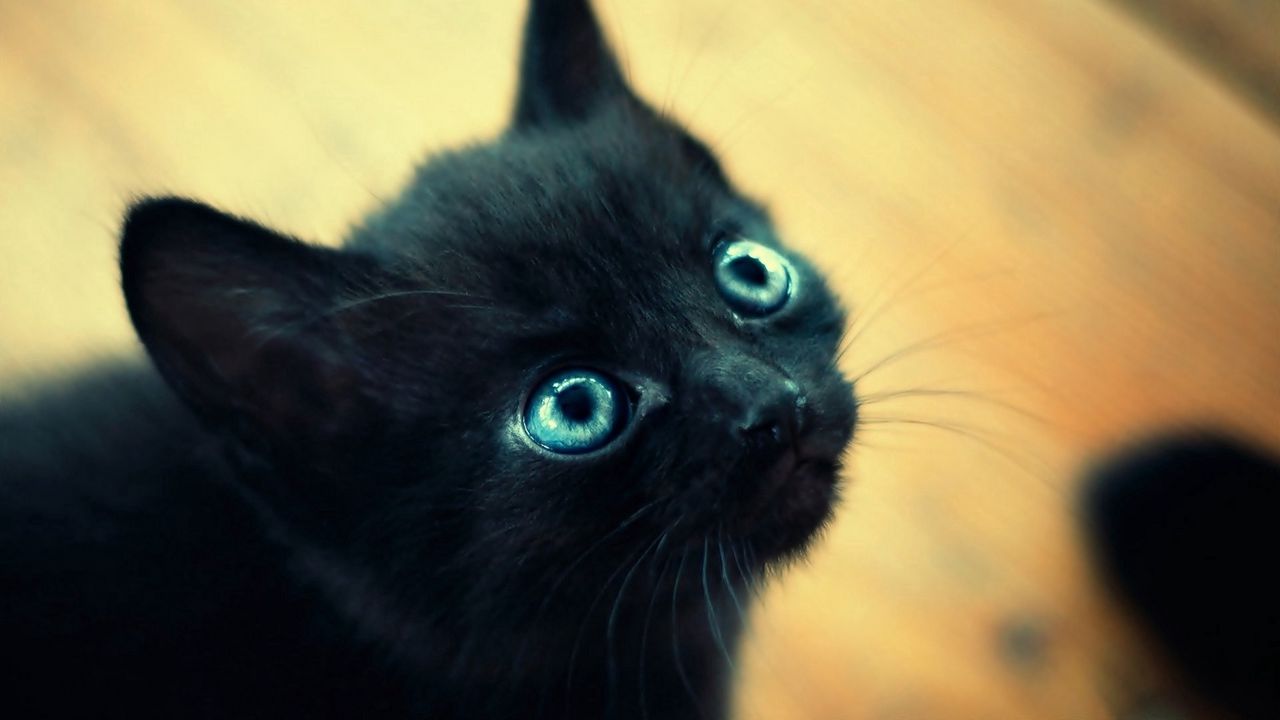 Wallpaper kitten, black, blue, muzzle