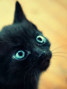 Preview wallpaper kitten, black, blue, muzzle