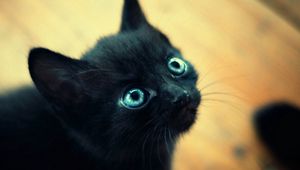 Preview wallpaper kitten, black, blue, muzzle