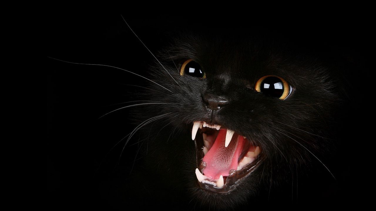Wallpaper kitten, black, eyes, aggression, teeth, meow