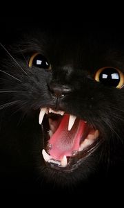 Preview wallpaper kitten, black, eyes, aggression, teeth, meow