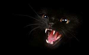 Preview wallpaper kitten, black, eyes, aggression, teeth, meow