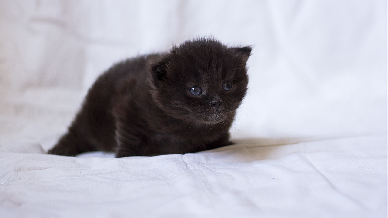 Wallpaper kitten, black, fluffy, baby