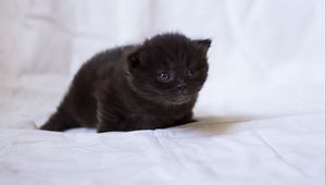 Preview wallpaper kitten, black, fluffy, baby