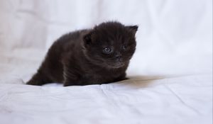 Preview wallpaper kitten, black, fluffy, baby