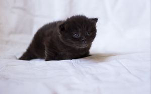 Preview wallpaper kitten, black, fluffy, baby