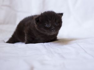 Preview wallpaper kitten, black, fluffy, baby