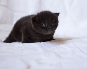 Preview wallpaper kitten, black, fluffy, baby