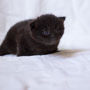 Preview wallpaper kitten, black, fluffy, baby