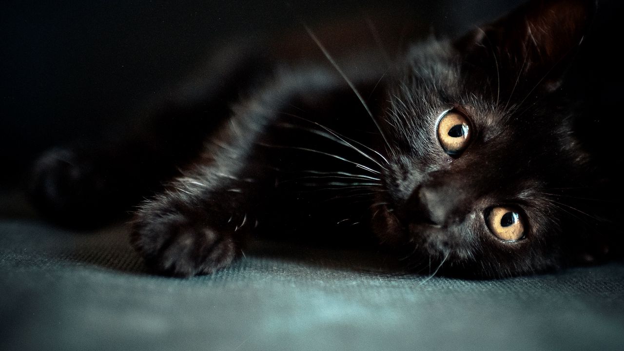 Wallpaper kitten, black, lie