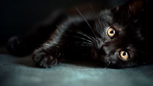 Preview wallpaper kitten, black, lie