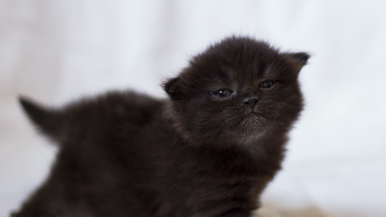 Wallpaper kitten, black, photo shoot, baby
