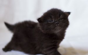 Preview wallpaper kitten, black, photo shoot, baby
