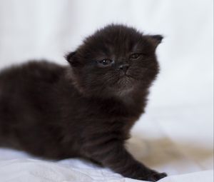 Preview wallpaper kitten, black, photo shoot, baby