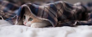 Preview wallpaper kitten, blanket, lie, hide