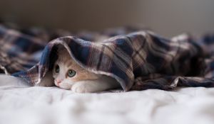 Preview wallpaper kitten, blanket, lie, hide