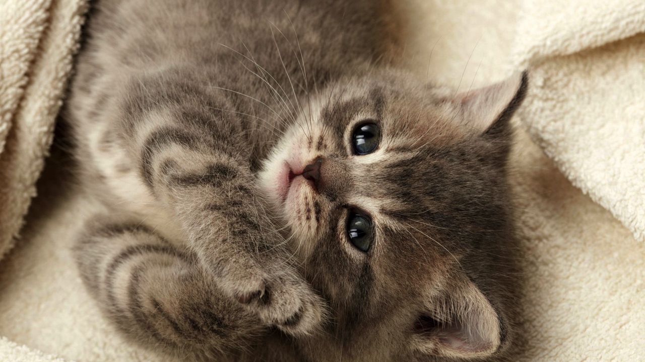 Wallpaper kitten, blanket, lie down, baby, fluffy