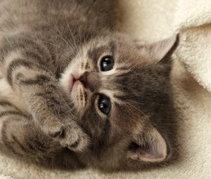 Preview wallpaper kitten, blanket, lie down, baby, fluffy