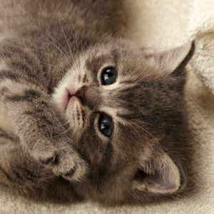 Preview wallpaper kitten, blanket, lie down, baby, fluffy