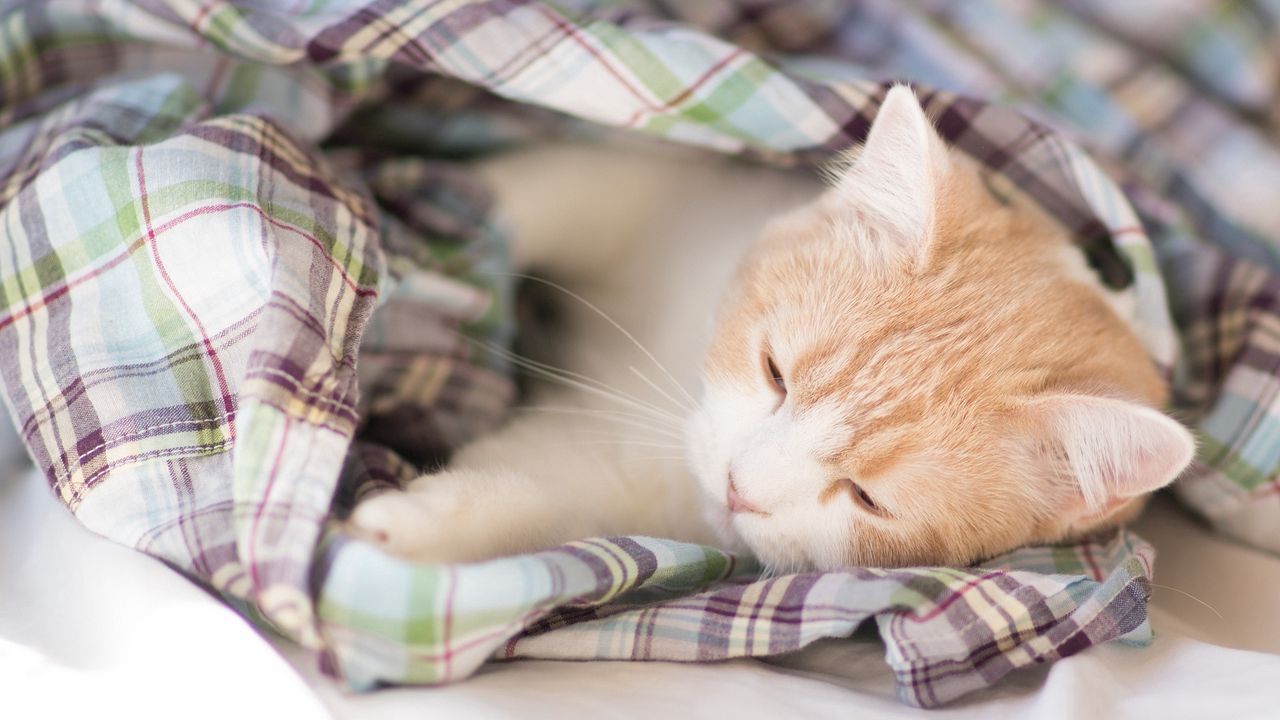Wallpaper kitten, blanket, lie down, sleep, spotted