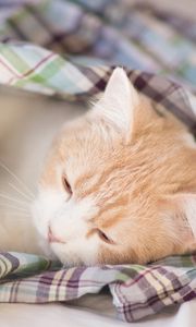 Preview wallpaper kitten, blanket, lie down, sleep, spotted