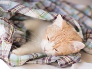 Preview wallpaper kitten, blanket, lie down, sleep, spotted