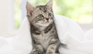 Preview wallpaper kitten, blanket, look, waiting