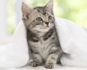 Preview wallpaper kitten, blanket, look, waiting