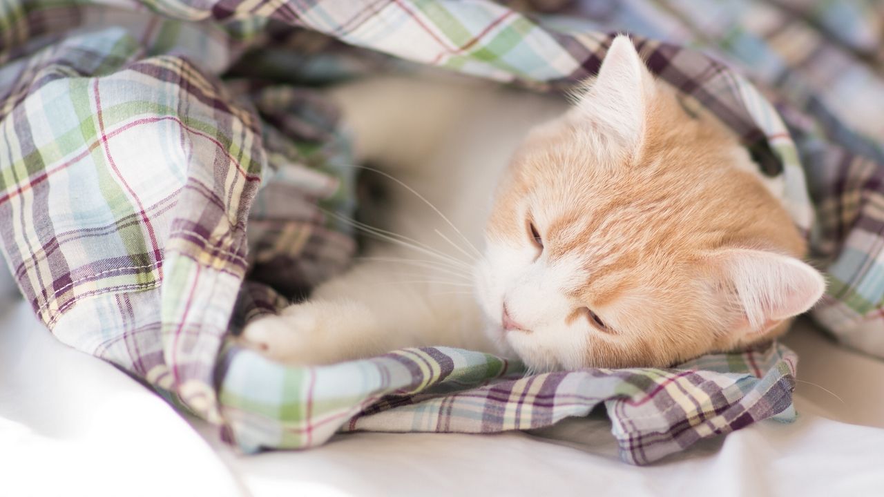 Wallpaper kitten, blanket, sleep, darling