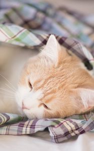 Preview wallpaper kitten, blanket, sleep, darling