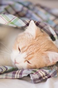 Preview wallpaper kitten, blanket, sleep, darling