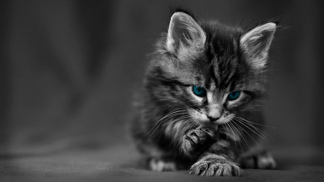 Wallpaper kitten, blue-eyed, furry, cat, wash