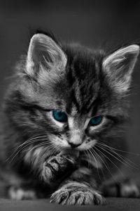 Preview wallpaper kitten, blue-eyed, furry, cat, wash