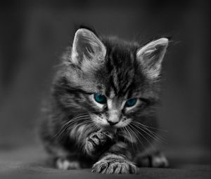 Preview wallpaper kitten, blue-eyed, furry, cat, wash