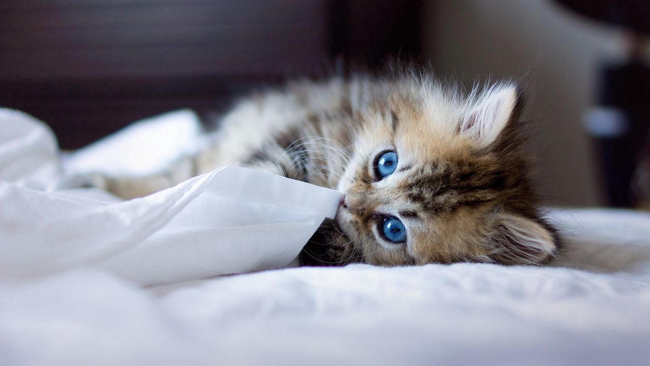 Wallpaper kitten, blue-eyed, furry, blanket, playful