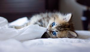 Preview wallpaper kitten, blue-eyed, furry, blanket, playful
