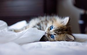 Preview wallpaper kitten, blue-eyed, furry, blanket, playful