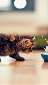 Preview wallpaper kitten, bowl, milk, spray