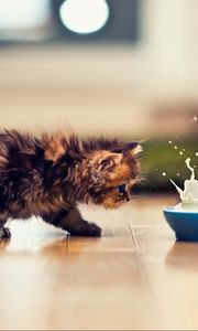 Preview wallpaper kitten, bowl, milk, spray