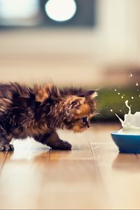 Preview wallpaper kitten, bowl, milk, spray
